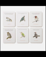 The Backyard Bird Deck