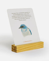 The Backyard Bird Deck