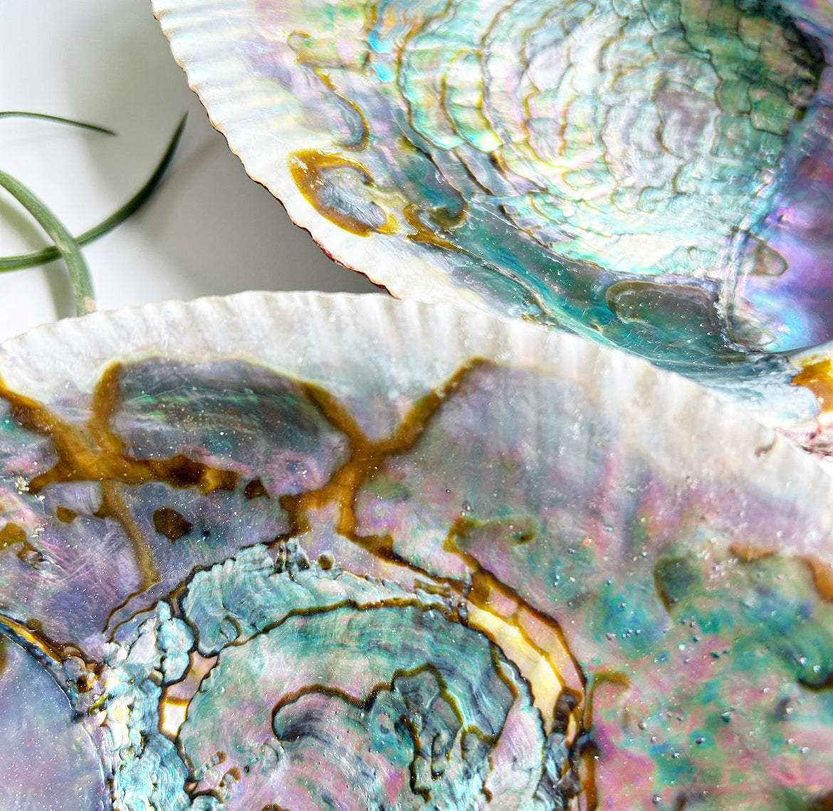 Abalone Shell – MeadowsCrystals