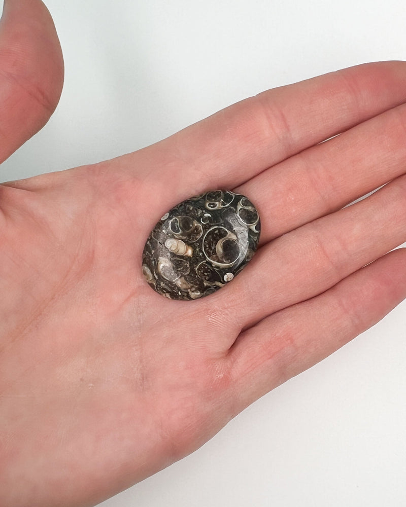 Turitella Agate Cabochon