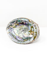 Multicolored abalone shell on a white background