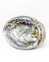 Multicolored abalone shell on a white background