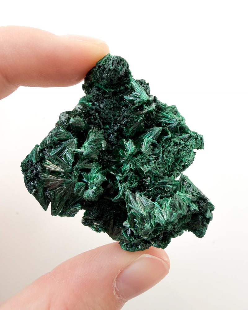 Velvet Malachite no. 1