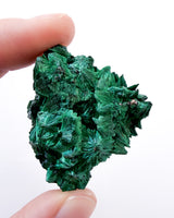 Velvet Malachite no. 2