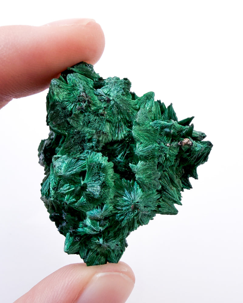 Velvet Malachite no. 2
