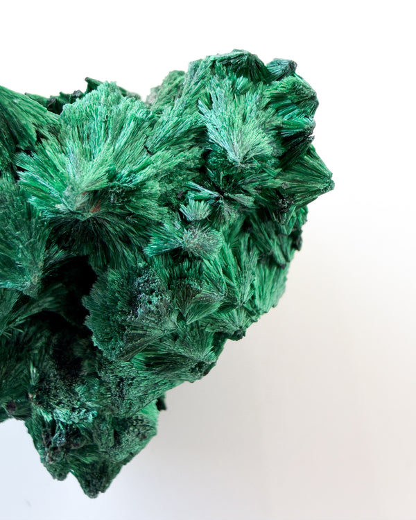 Velvet Malachite no. 2