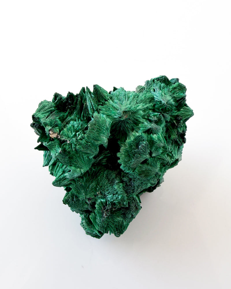 Velvet Malachite no. 2