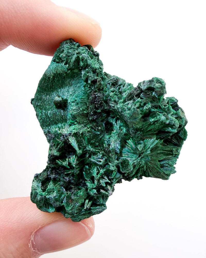 Velvet Malachite no. 3