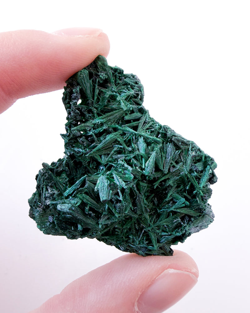 Velvet Malachite no. 4