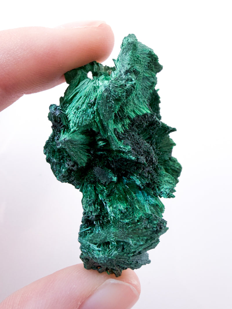Velvet Malachite no. 5